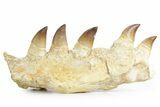 Fossil Mosasaur (Thalassotitan) Jaw Section with Teeth - Morocco #359484-2